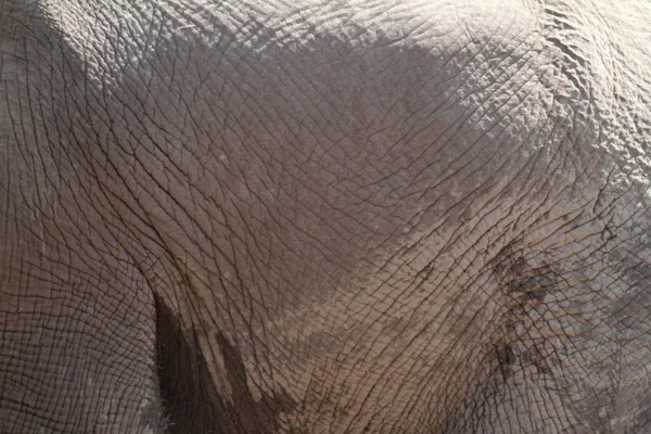 Les éléphants dans le parc national d'Etosha en Namibie — Photo