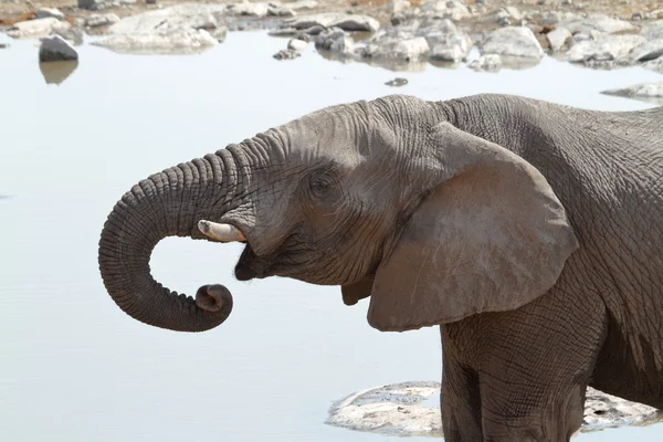 Elefanten im Etoscha-Nationalpark — Stockfoto