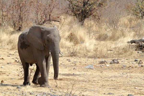 Elefantes en el parque nacional de etosha — Foto de Stock