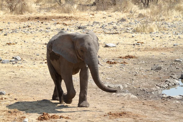 Elefantes en el parque nacional de etosha — Foto de Stock