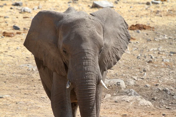 Elefantes en el parque nacional de etosha — Foto de Stock