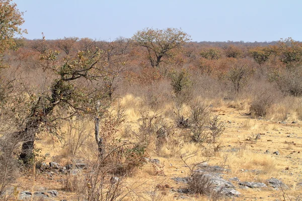 Savana v národním parku Etosha v Namibii — Stock fotografie