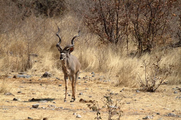 Greater Kudu in savana nel Parco Etosha Namibia — Foto Stock