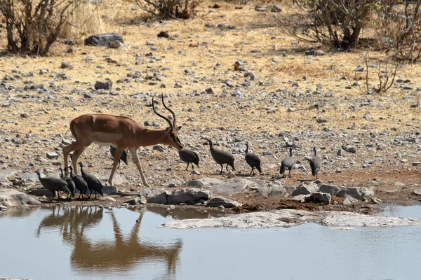 Impala dalla faccia nera nel Parco Etosha Namibia — Foto Stock