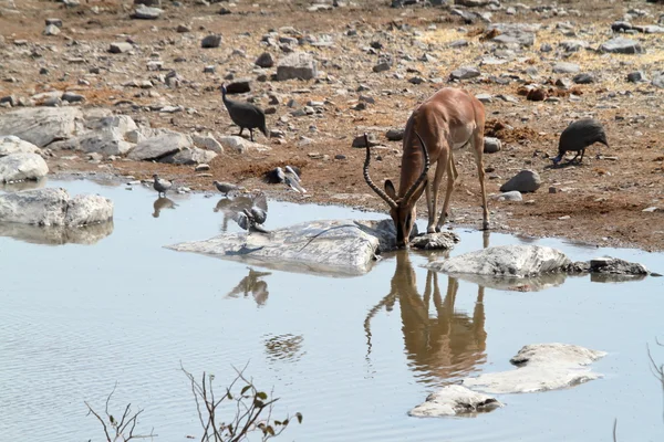 Black-faced Impala in Etosha Park Namibia — Stock Photo, Image
