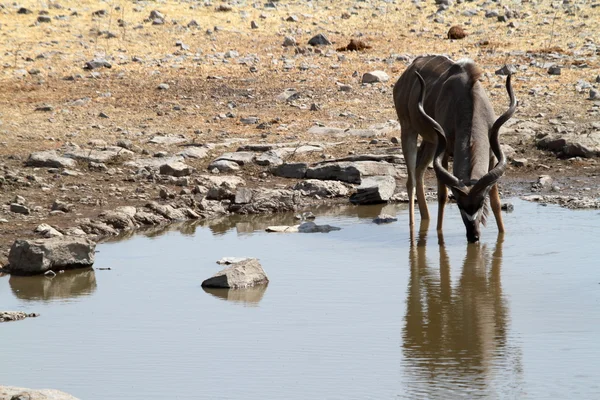 Greater Kudu in savannah in Etosha Park Namibia — Stock Photo, Image