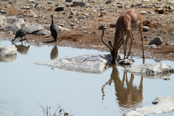 Black-faced Impala in Etosha Park Namibia — Stock Photo, Image