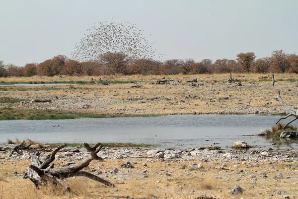 Svärmar av weaver fåglar i Namibia — Stockfoto