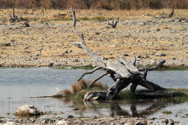 A savana no Parque Nacional Etosha na Namíbia — Fotografia de Stock