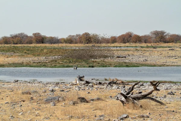 Zwermen van wever vogels in Namibië — Stockfoto