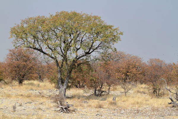 A savana no Parque Nacional Etosha na Namíbia — Fotografia de Stock