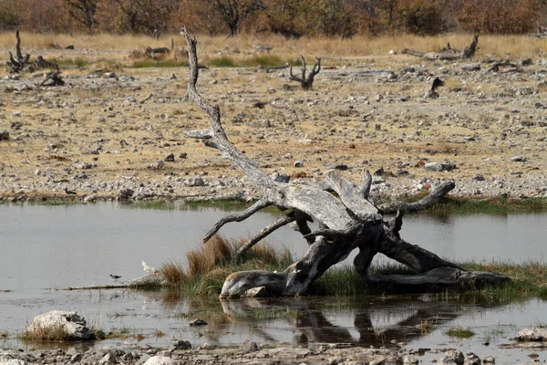 A savana no Parque Nacional Etosha na Namíbia — Fotografia de Stock