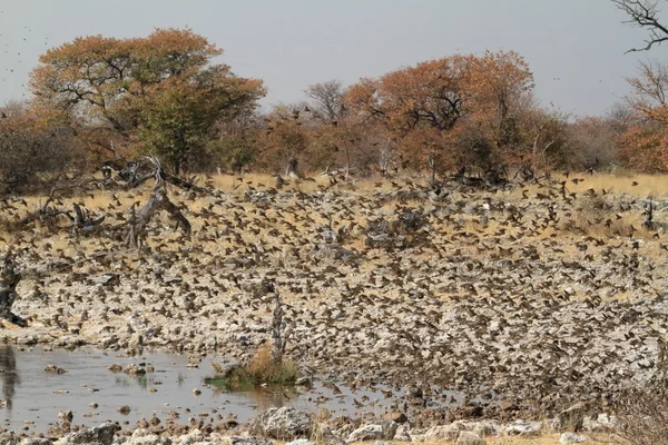 Svärmar av weaver fåglar i Namibia — Stockfoto