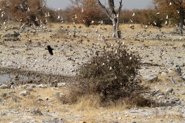 Sciami di uccelli tessitori in Namibia — Foto Stock