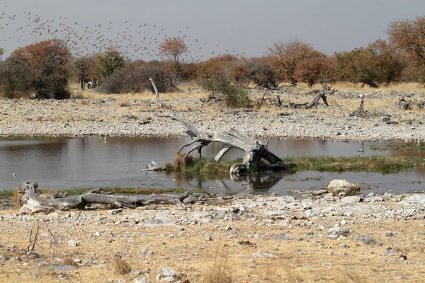 Areias de pássaros tecelões na Namíbia — Fotografia de Stock