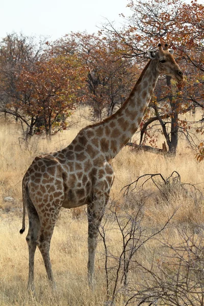 Жирафы в саванне Намибии — стоковое фото