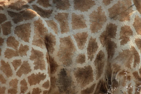 Girafas na savana da Namíbia — Fotografia de Stock