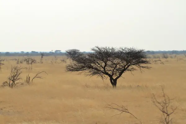 Саванна в Национальном парке Этоша в Намибии — стоковое фото