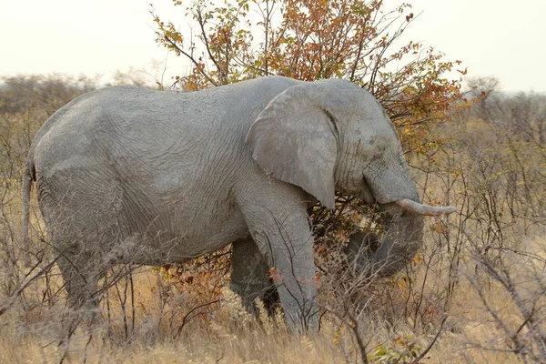 Éléphants dans le parc national d'etosha — Photo