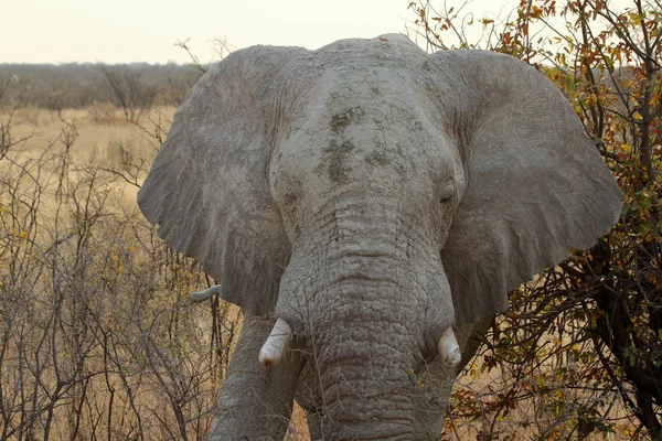 Elefantes en el parque nacional de etosha — Foto de Stock