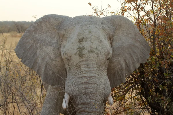 Elefantes en el parque nacional de etosha — Foto de Stock