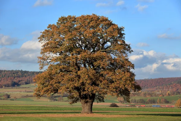 Eski meşe ağacının altın Güz — Stok fotoğraf