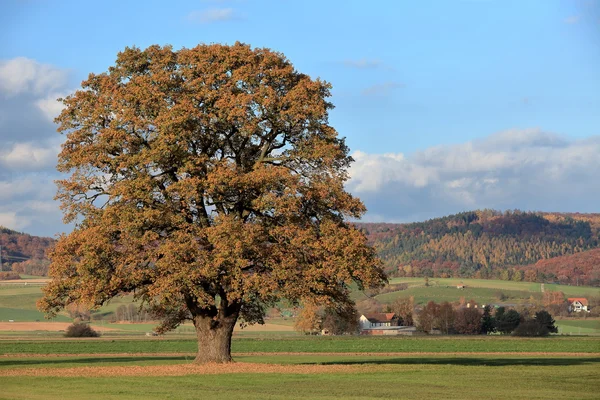 Alte Eiche im goldenen Herbst — Stockfoto