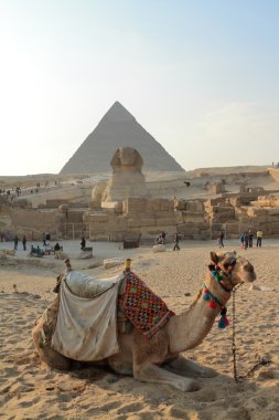 Cairo pyramids adlı deve