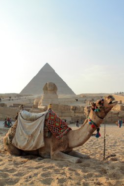 Cairo pyramids adlı deve