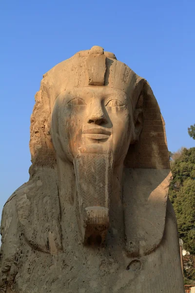 A Ramses Statue in Memphis Egypt — Stock Photo, Image