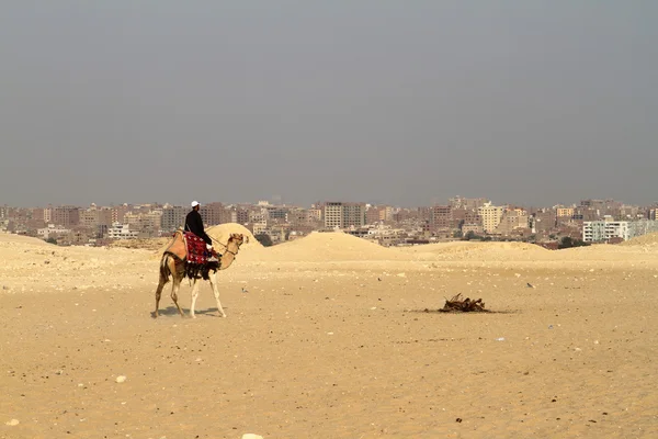 Camello jinete en el Sahara — Foto de Stock