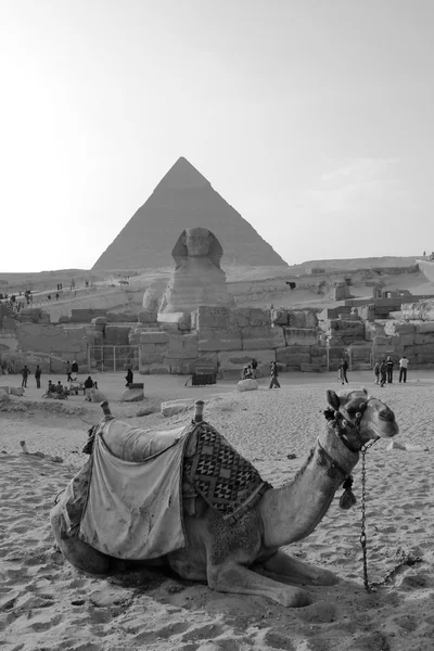 Kamel an den Pyramiden von Kairo — Stockfoto