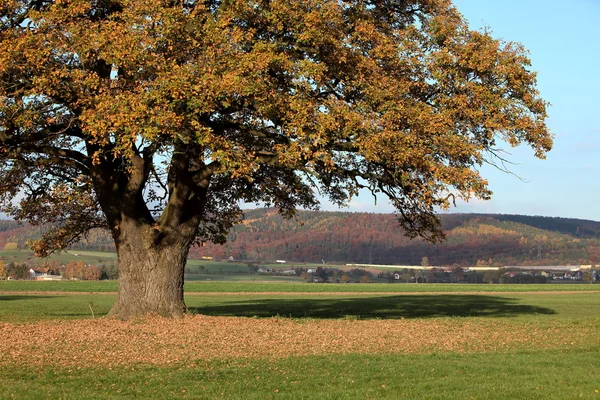 黄金色の秋の古いオークの木 — ストック写真