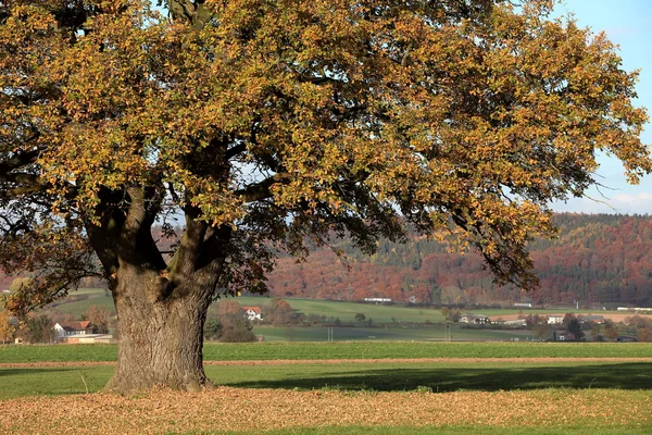 Viejo roble en otoño dorado — Foto de Stock