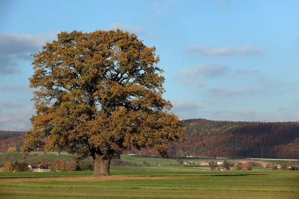 Старый дуб золотой осенью — стоковое фото