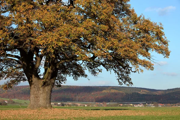 Old oak tree in golden autumn — Stock Photo, Image