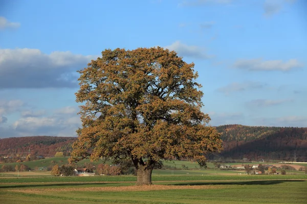 Alte Eiche im goldenen Herbst — Stockfoto