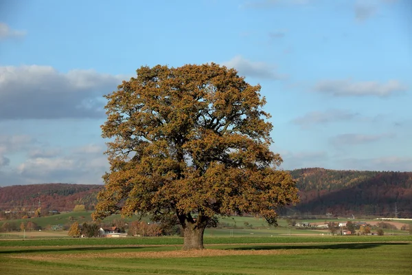 Old oak tree in golden autumn — Stock Photo, Image