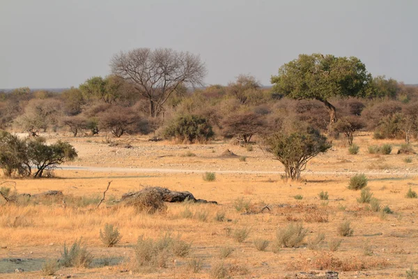 La savana nel Parco Nazionale di Etosha in Namibia — Foto Stock