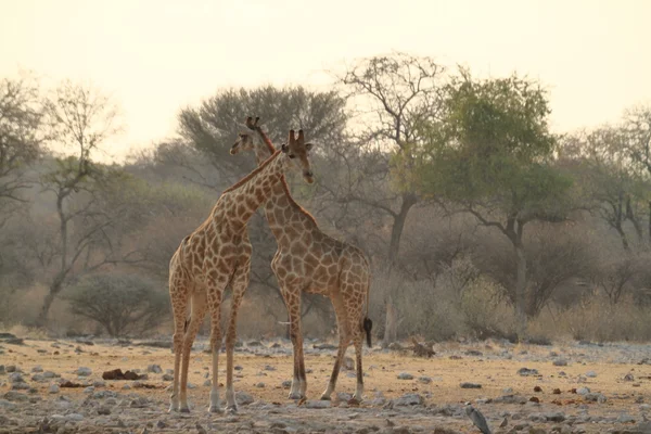 Żyrafy w sawanny Namibii — Zdjęcie stockowe