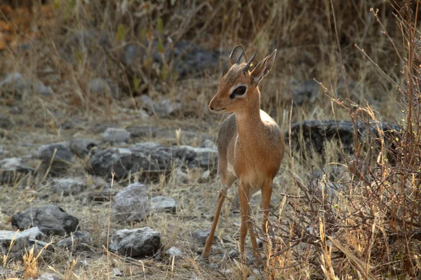 ドワーフ アンテロープ Dik-Dik ナミビア ・ エトーシャ公園内 — ストック写真