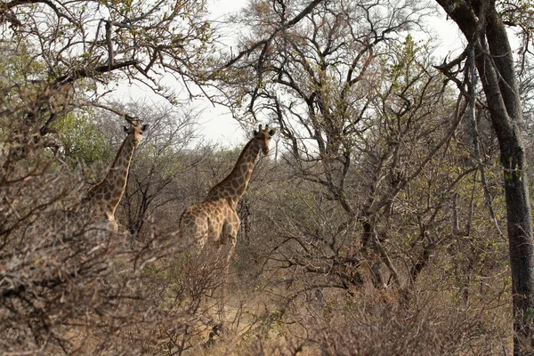 Girafes dans la savane de Namibie — Photo