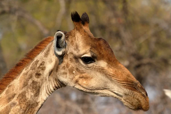 Giraffe nella savana della Namibia — Foto Stock