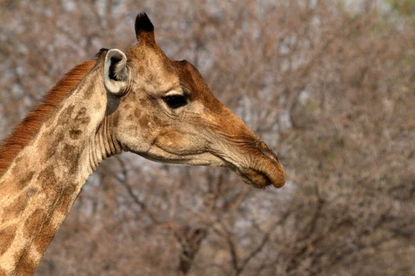 Jirafas en la sabana de Namibia — Foto de Stock