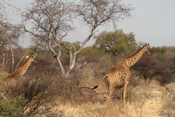 Giraffes in the savannah of Namibia — Stock Photo, Image