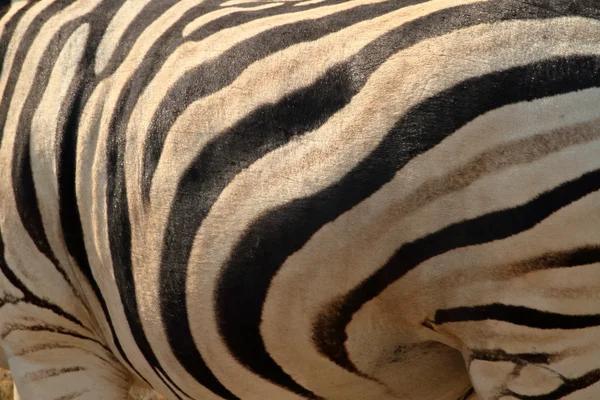 Zebre nel Parco Nazionale di Etosha in Namibia — Foto Stock