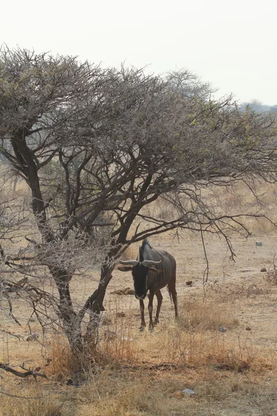 Wildebeest na savana do Parque Etosha na Namíbia — Fotografia de Stock