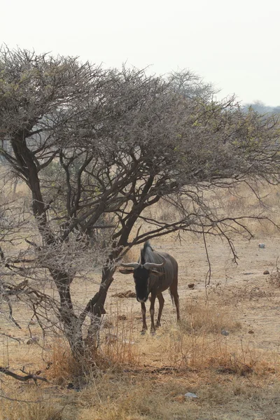 Le gnous dans la savane du parc Etosha en Namibie — Photo