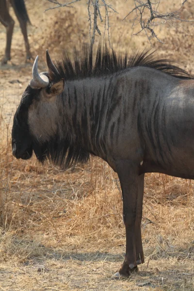 Wildebeest na savana do Parque Etosha na Namíbia — Fotografia de Stock