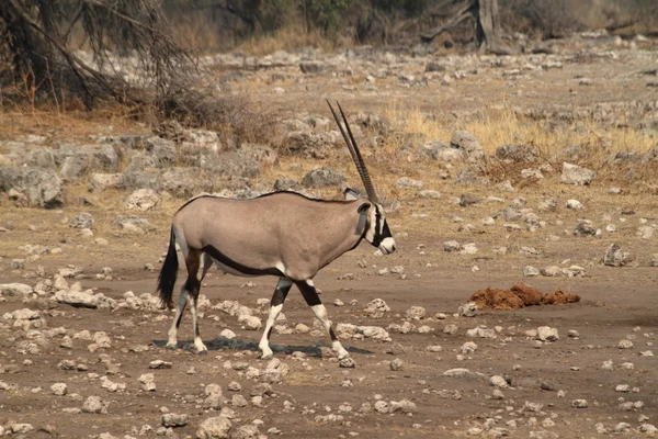 Savannah Etkin Park Namibya Afrika antilobu antilop — Stok fotoğraf